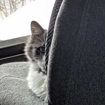 *peeks*
.
.
.
.
#cats #cat #catsareawesome #catslove #felidae #catsoftwitter #forest #cateringservice #catnip #norwegianforest #norwegianforestcats